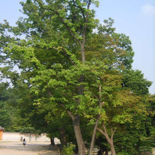 Samthaarige Stinkesche Euodia hupehensis Bienenroute